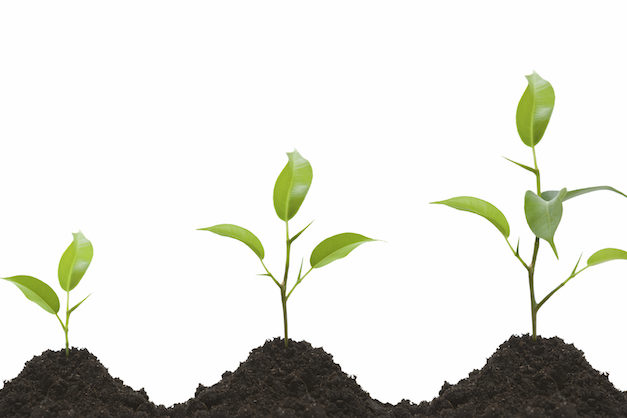 Evolution of a young plant