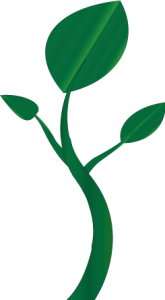 OrganicOutreachPlant1-165×300